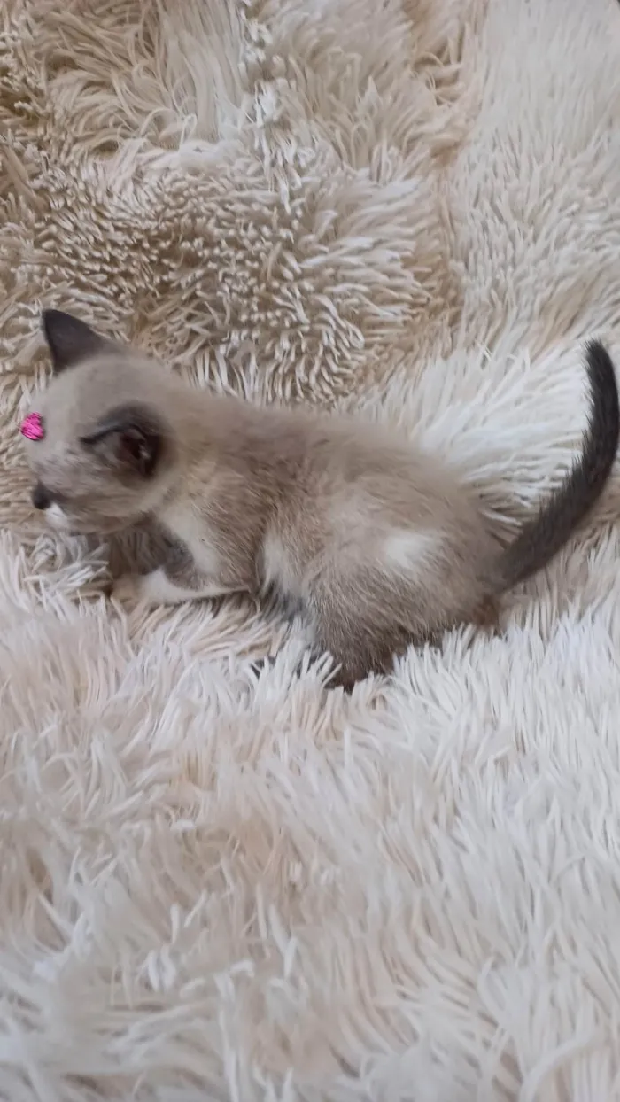Gato ra a Siamês idade Abaixo de 2 meses nome Siameses adocao