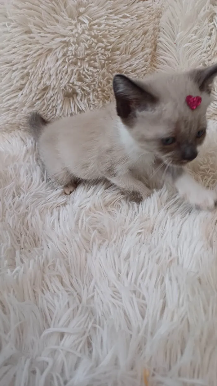 Gato ra a Siamês idade Abaixo de 2 meses nome Siameses adocao
