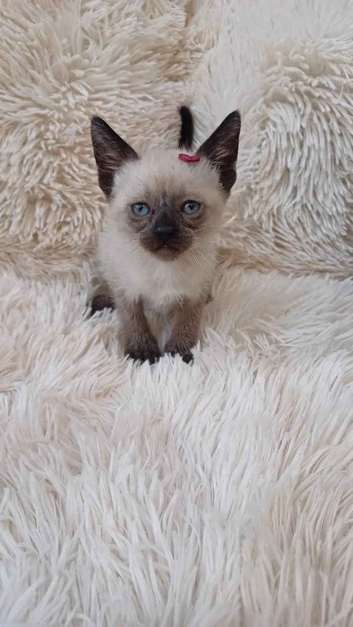 Gato ra a Siamês idade Abaixo de 2 meses nome Siameses adocao