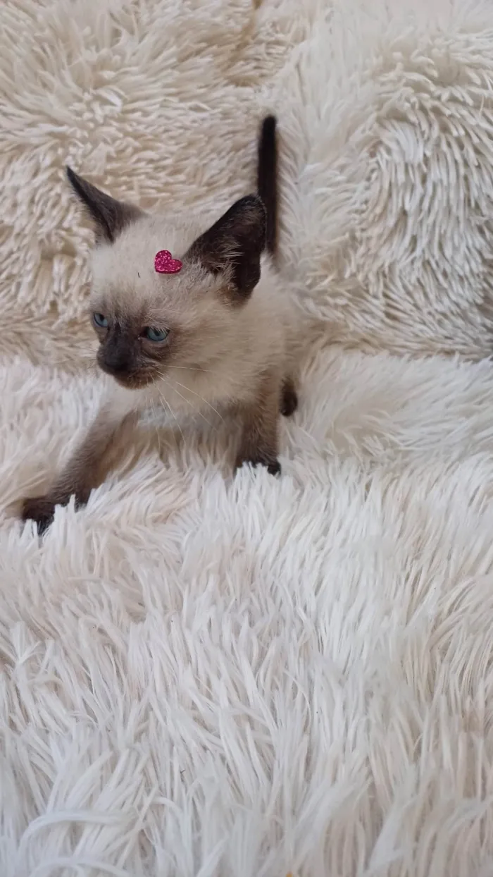 Gato ra a Siamês idade Abaixo de 2 meses nome Siameses adocao