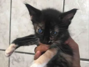 Gato raça SRD-ViraLata idade Abaixo de 2 meses nome /sem nome