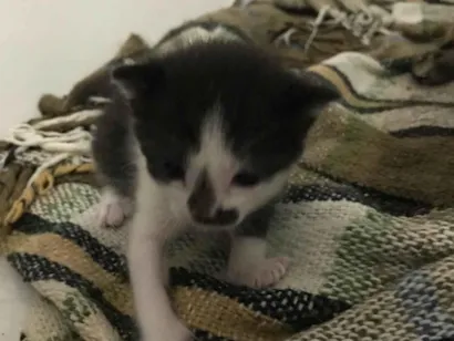 Gato raça SRD-ViraLata idade 2 a 6 meses nome Sem Nomes
