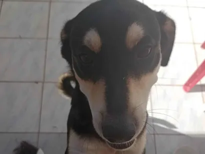 Cachorro raça SRD-ViraLata idade 7 a 11 meses nome Zed