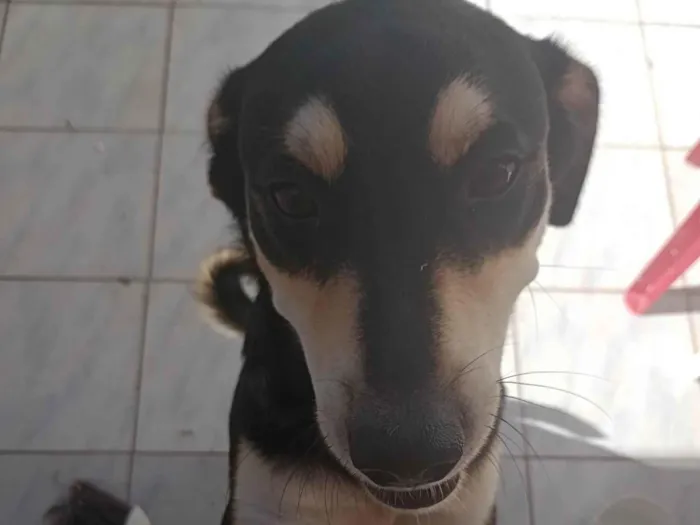 Cachorro ra a SRD-ViraLata idade 7 a 11 meses nome Zed
