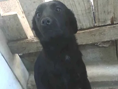 Cachorro raça SRD-ViraLata idade 7 a 11 meses nome Ainda sem nome 