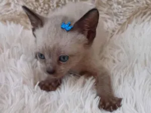 Gato raça Siamês idade Abaixo de 2 meses nome Siameses adocao