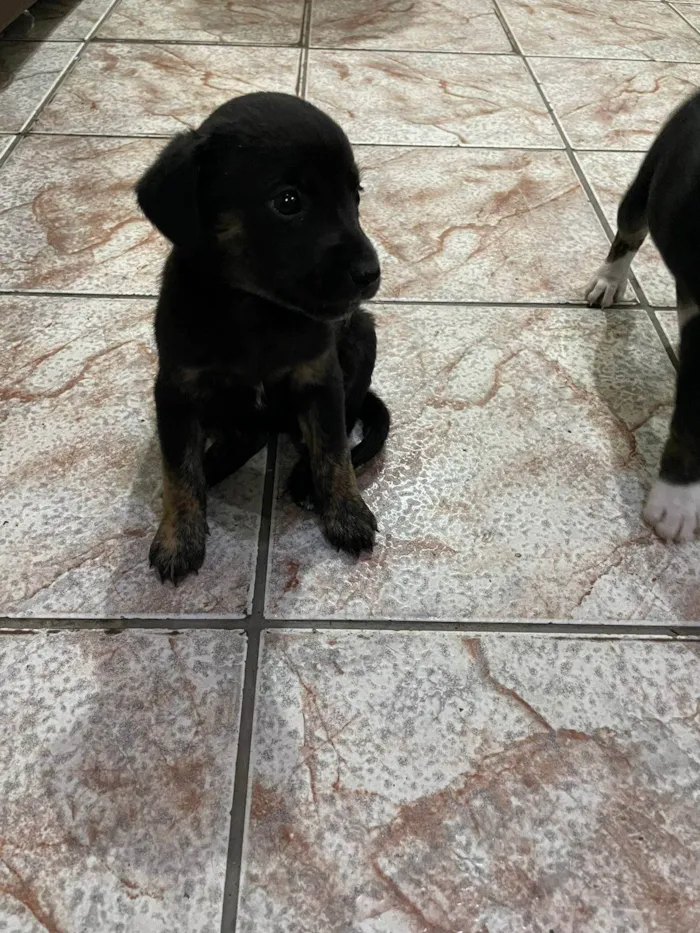 Cachorro ra a SRD-ViraLata idade Abaixo de 2 meses nome Filhotes para adoção