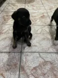 Filhotes para adoção