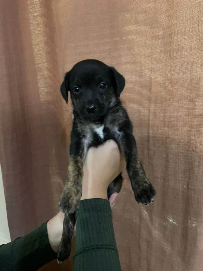 Cachorro ra a SRD-ViraLata idade Abaixo de 2 meses nome Filhotes para adoção