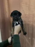 Filhotes para adoção