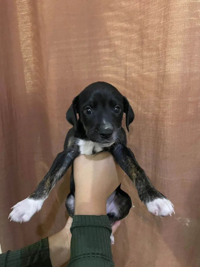 Cachorro ra a SRD-ViraLata idade Abaixo de 2 meses nome Filhotes para adoção