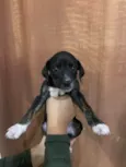 Filhotes para adoção