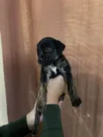 Filhotes para adoção