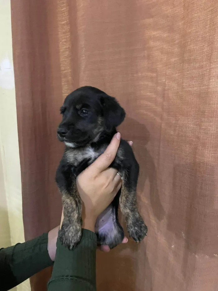 Cachorro ra a SRD-ViraLata idade Abaixo de 2 meses nome Filhotes para adoção
