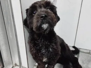 Cachorro raça Shitzu idade 2 anos nome Zeus