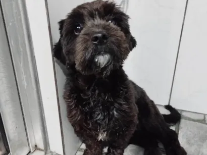 Cachorro raça Shitzu idade 2 anos nome Zeus