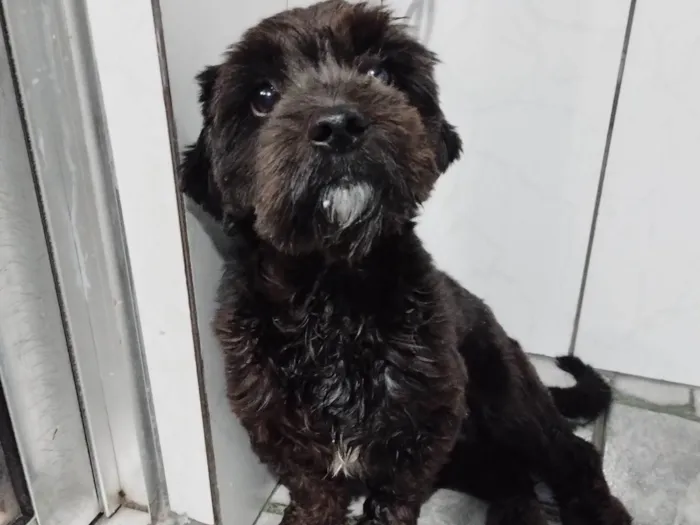 Cachorro ra a Shitzu idade 2 anos nome Zeus