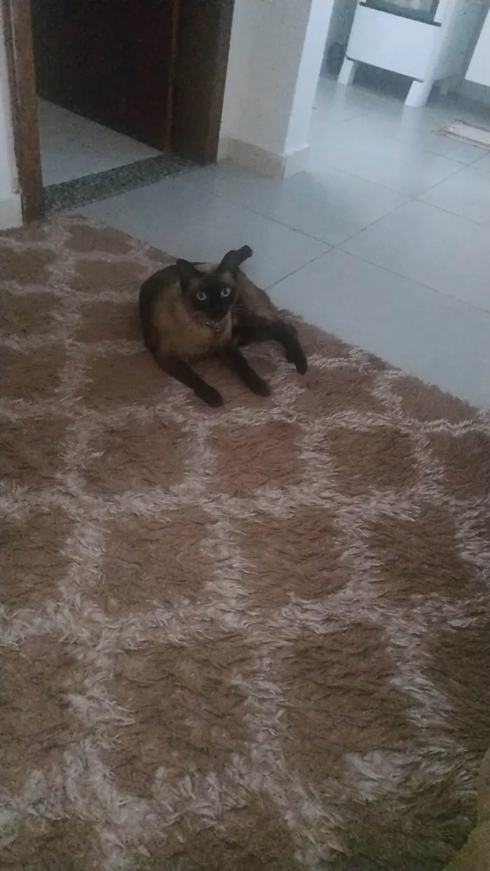 Gato ra a Siamês idade 4 anos nome Babalu
