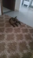 Babalu