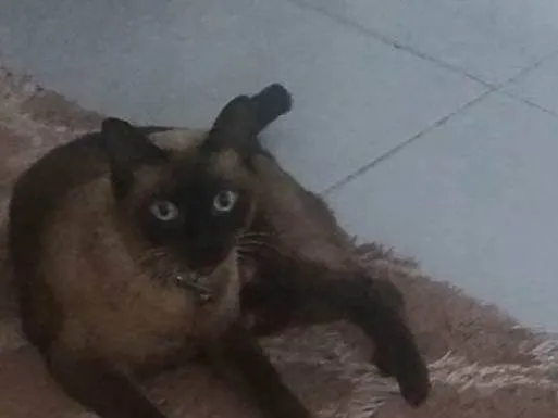 Gato ra a Siamês idade 4 anos nome Babalu