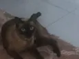 Babalu