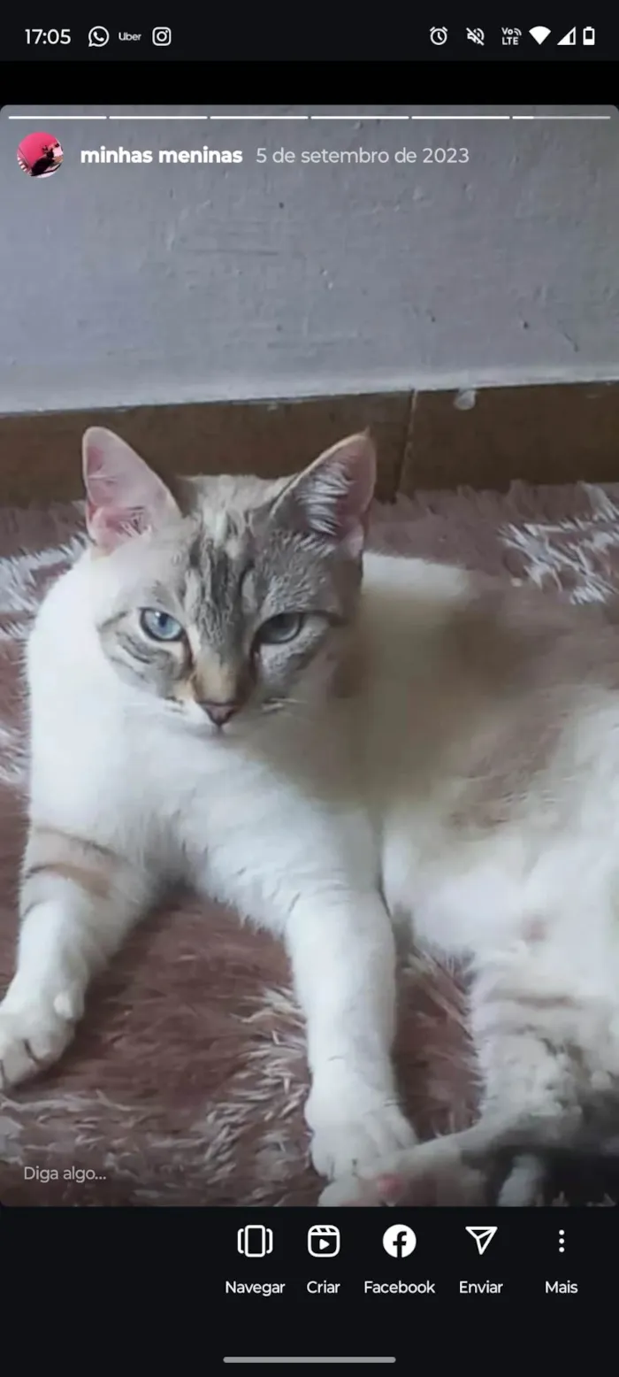 Gato ra a Siamês idade 2 a 6 meses nome Amora 