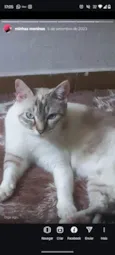 Amora