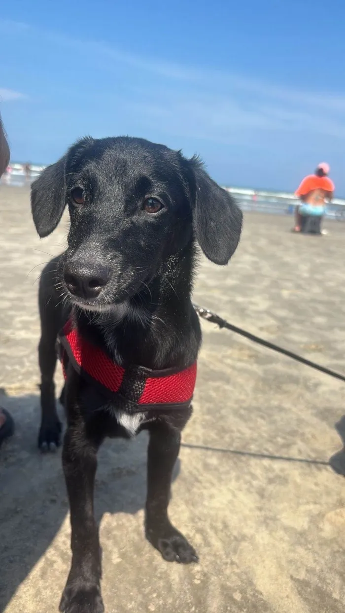 Cachorro ra a SRD-ViraLata idade 2 a 6 meses nome ESTRELA 