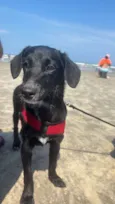 ESTRELA