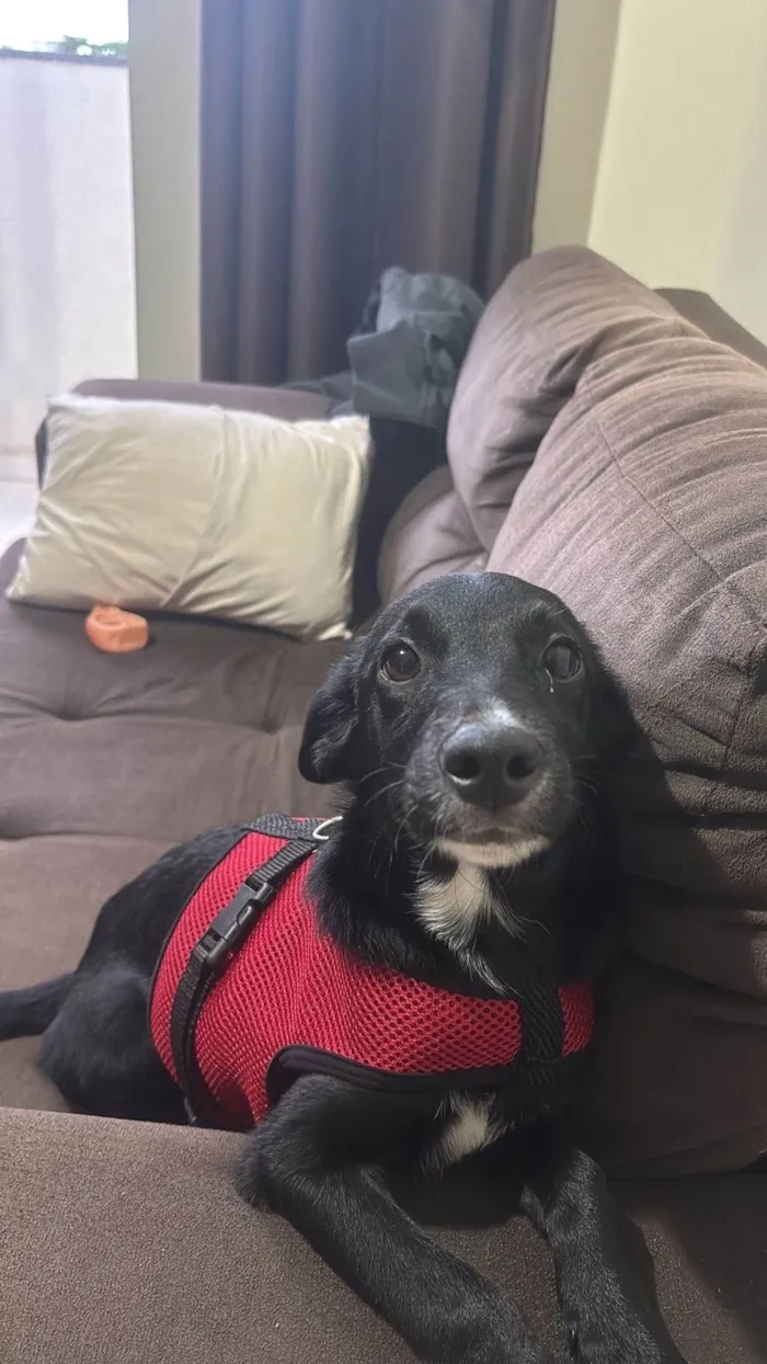 Cachorro ra a SRD-ViraLata idade 2 a 6 meses nome ESTRELA 