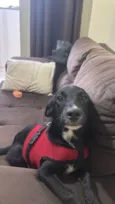 ESTRELA