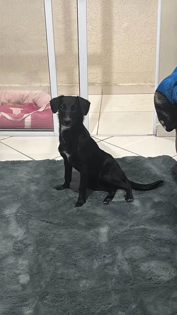 Cachorro ra a SRD-ViraLata idade 2 a 6 meses nome ESTRELA 