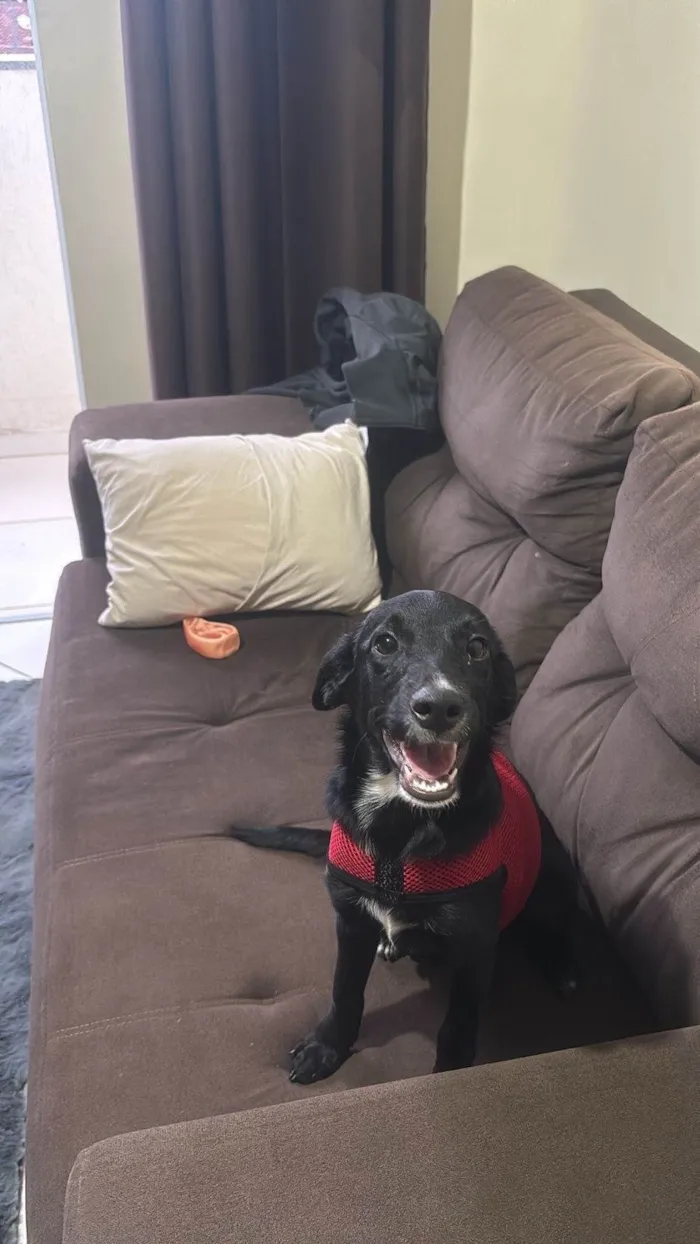 Cachorro ra a SRD-ViraLata idade 2 a 6 meses nome ESTRELA 