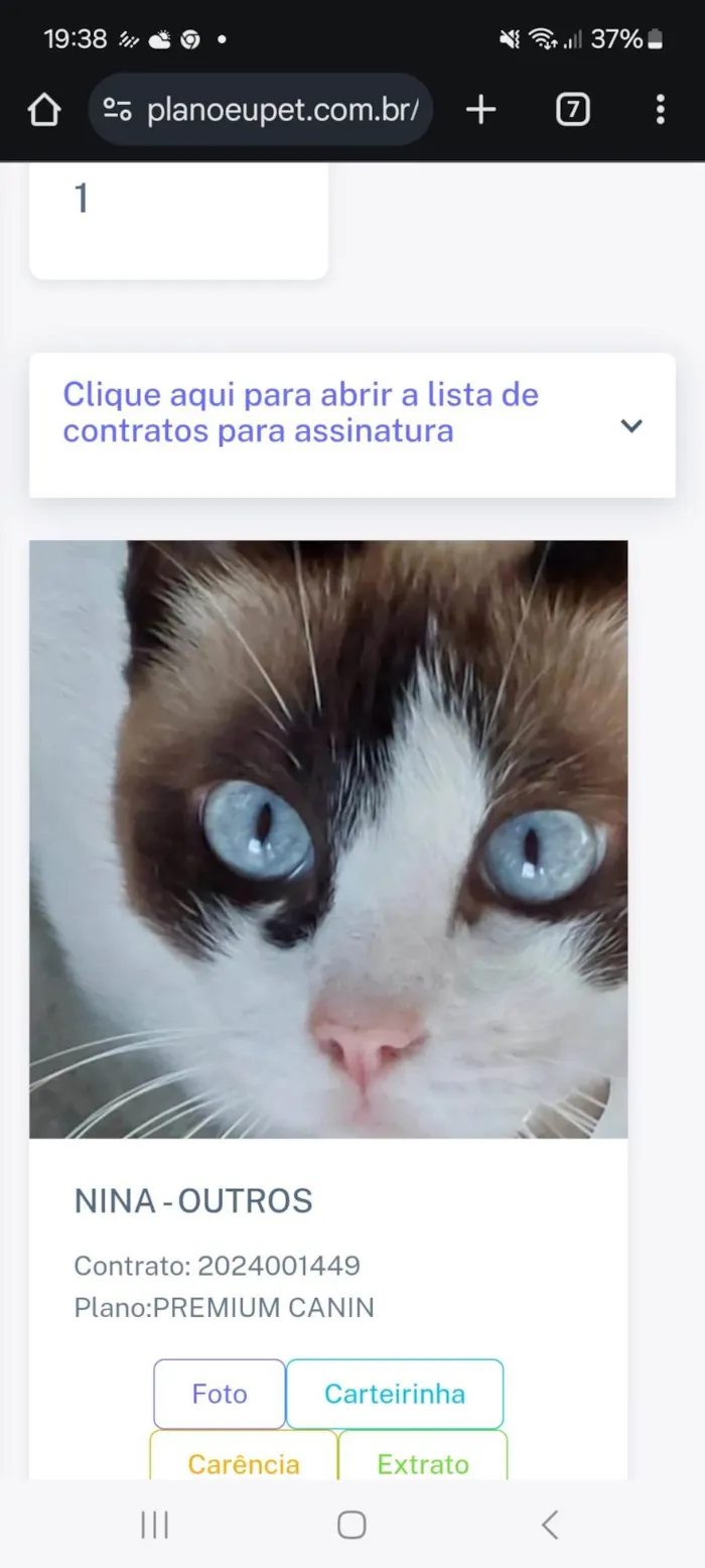 Gato ra a Siamês idade 5 anos nome Nina