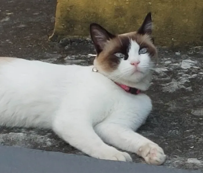 Gato ra a Siamês idade 5 anos nome Nina