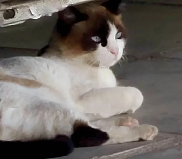 Gato ra a Siamês idade 5 anos nome Nina