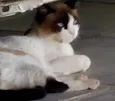 Nina