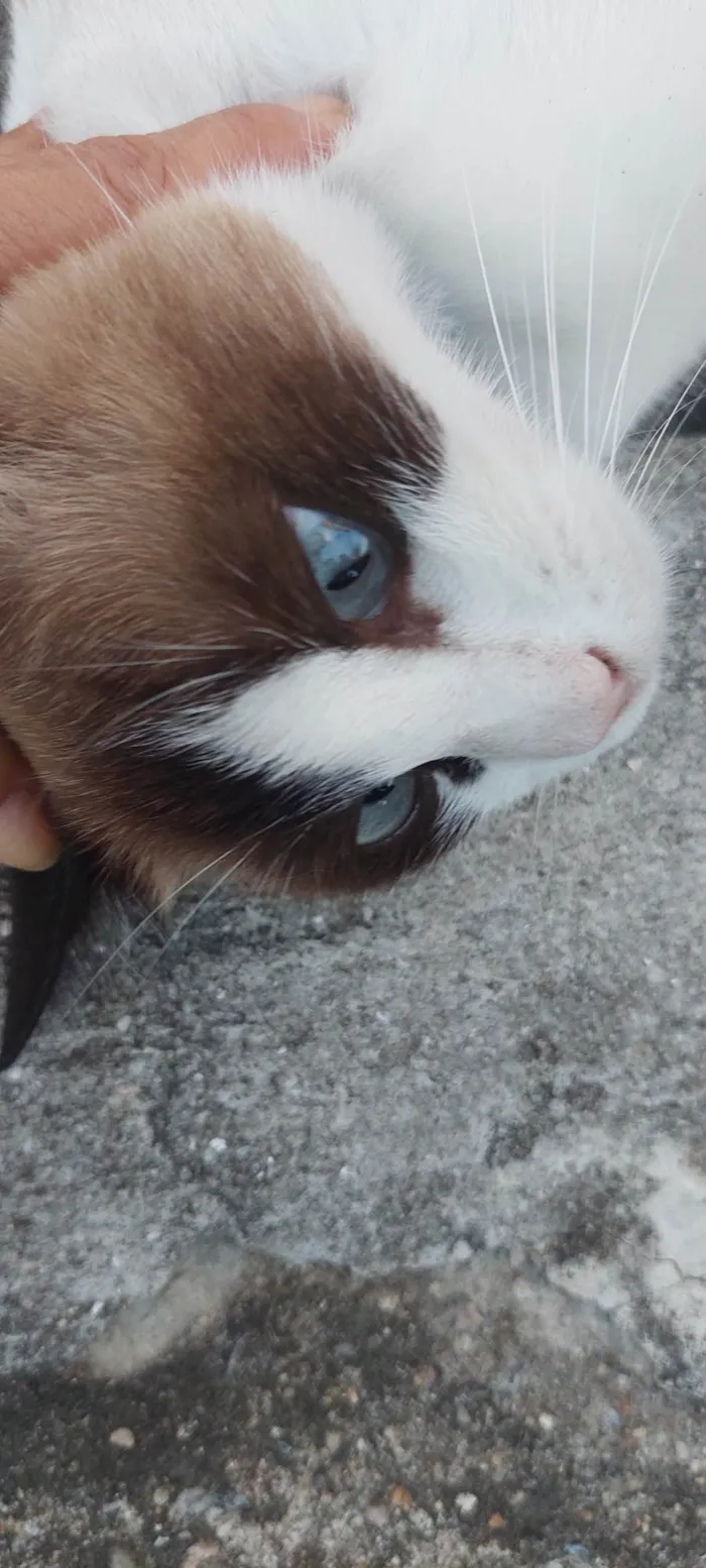 Gato ra a Siamês idade 5 anos nome Nina