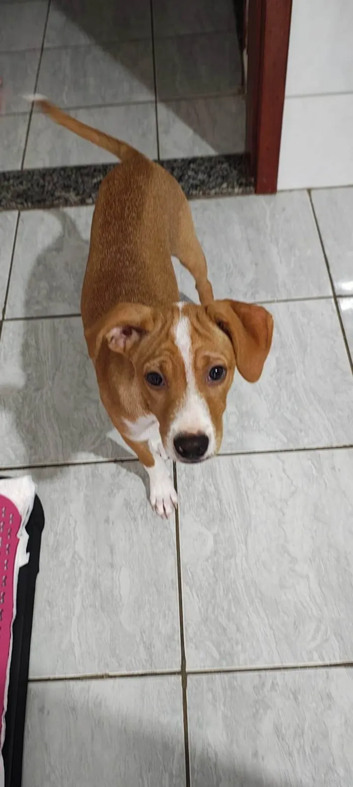 Cachorro ra a SRD-ViraLata idade 2 a 6 meses nome Lully/Estrela