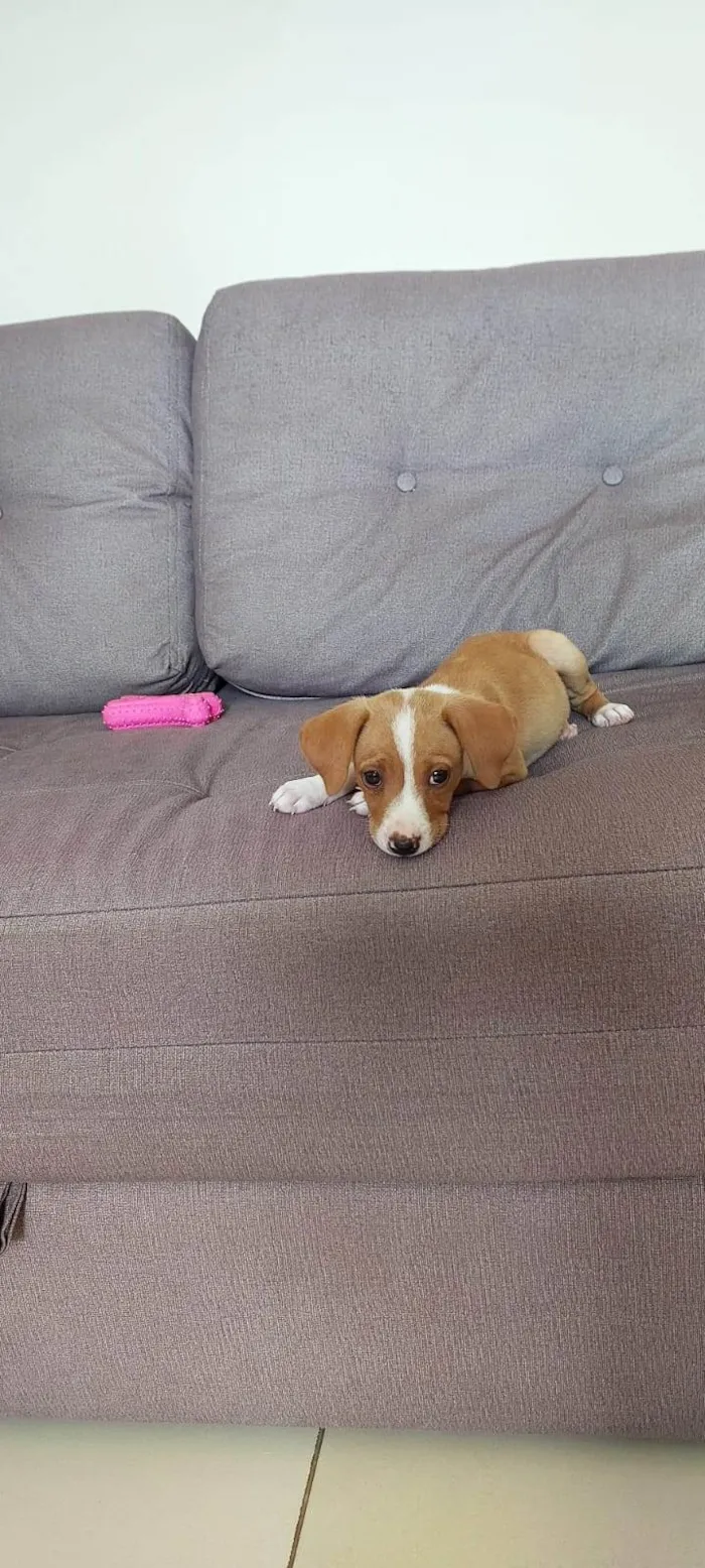 Cachorro ra a SRD-ViraLata idade 2 a 6 meses nome Lully/Estrela