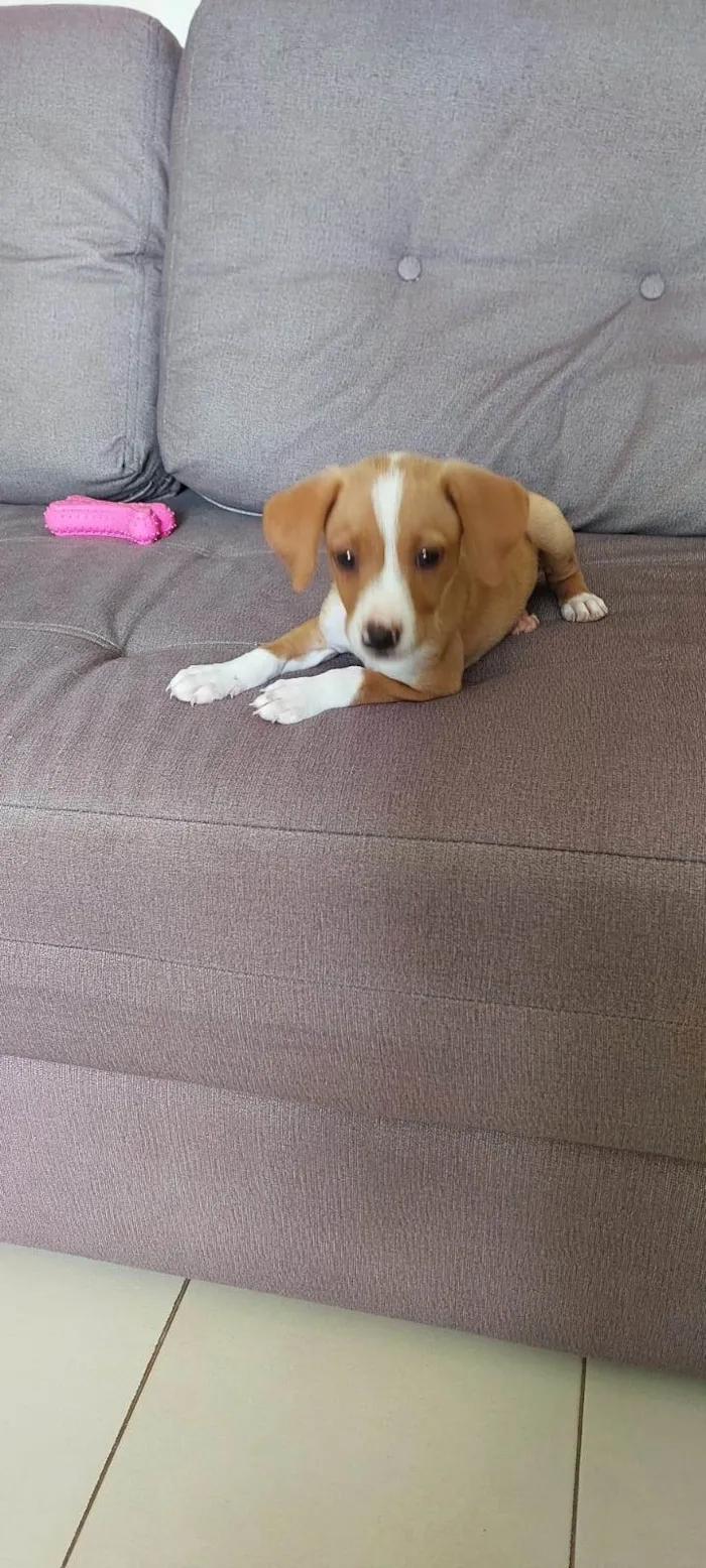 Cachorro ra a SRD-ViraLata idade 2 a 6 meses nome Lully/Estrela
