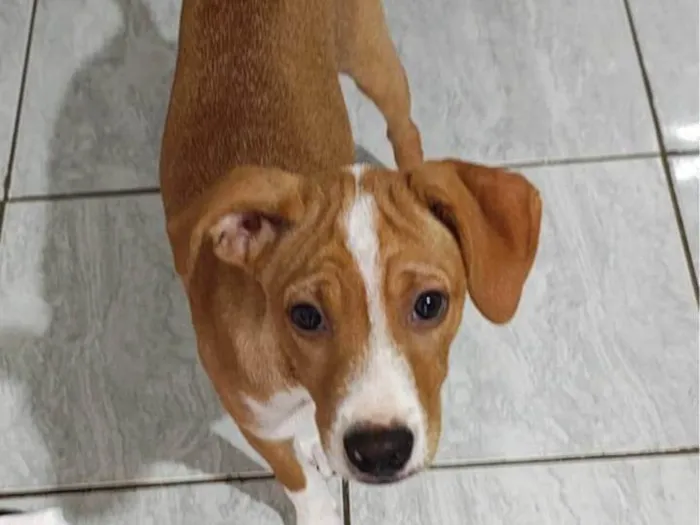 Cachorro ra a SRD-ViraLata idade 2 a 6 meses nome Lully/Estrela