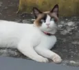 Nina
