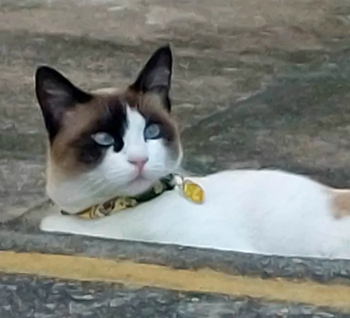 Gato ra a Siamês idade 5 anos nome Nina