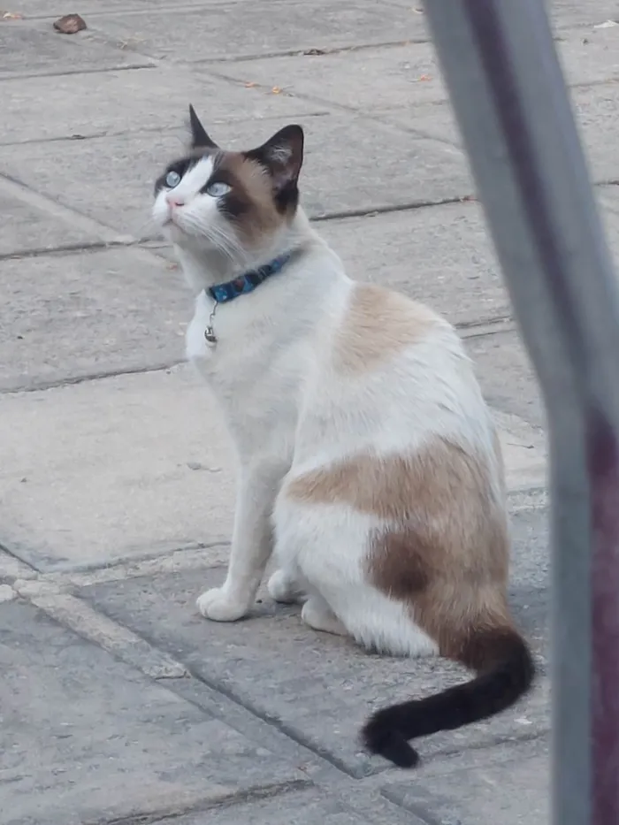 Gato ra a Siamês idade 5 anos nome Nina