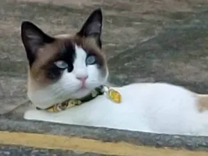 Gato raça Siamês idade 5 anos nome Nina