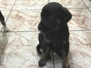 Cachorro raça SRD-ViraLata idade Abaixo de 2 meses nome Filhotes para adoção