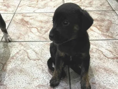 Cachorro raça SRD-ViraLata idade Abaixo de 2 meses nome Filhotes para adoção