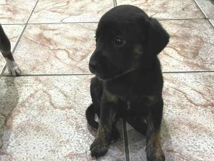 Cachorro ra a SRD-ViraLata idade Abaixo de 2 meses nome Filhotes para adoção