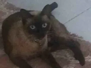Gato raça Siamês idade 4 anos nome Babalu
